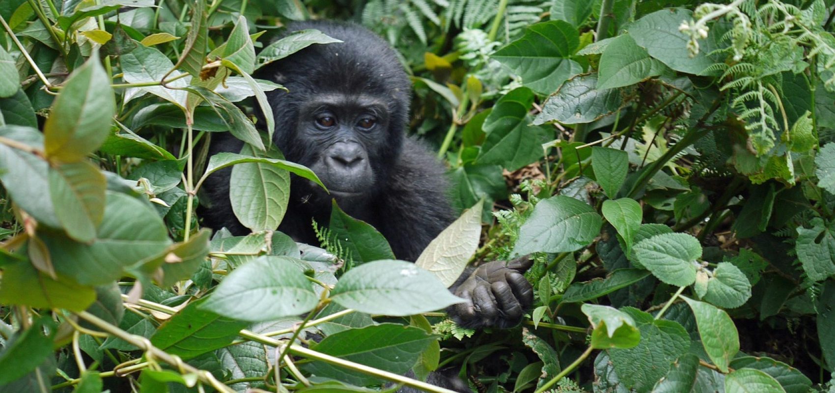gorilla-1386501_1280