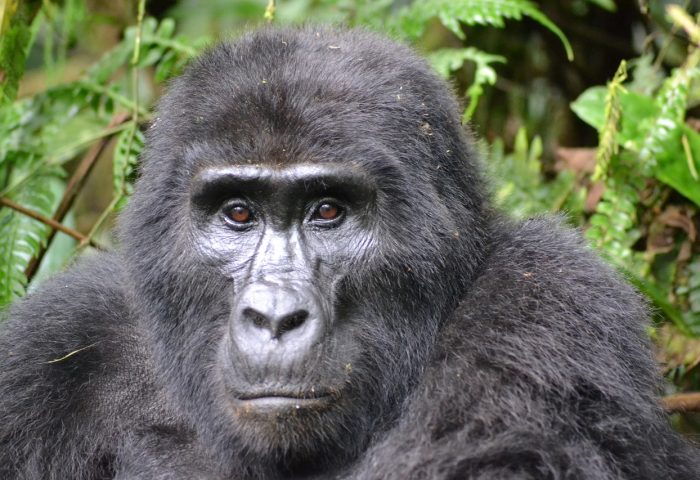 gorilla-3928903_1280