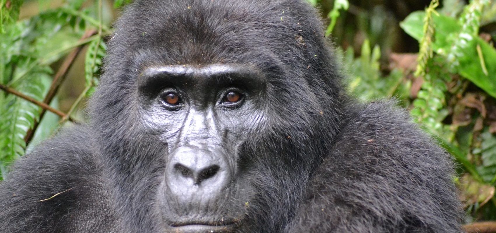 gorilla-3928903_1280