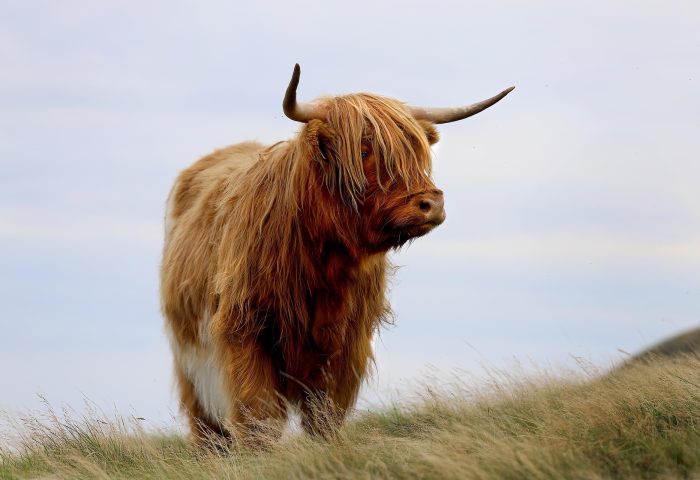 highland-cow-8678950_1920