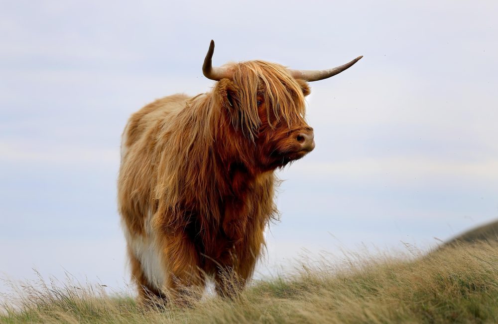highland-cow-8678950_1920