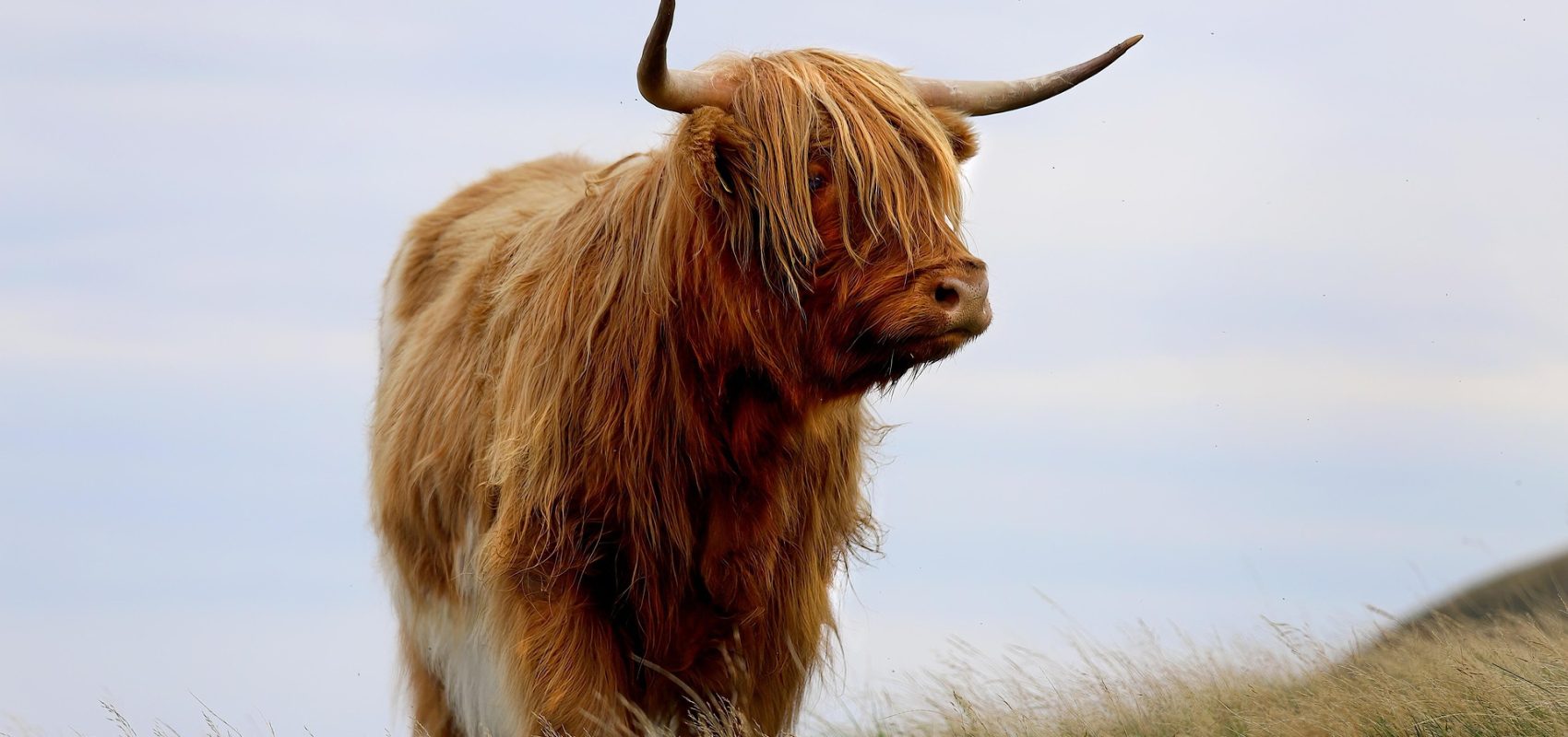 highland-cow-8678950_1920