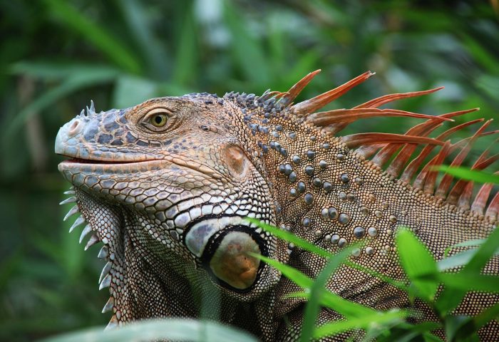 iguana-927656_1280
