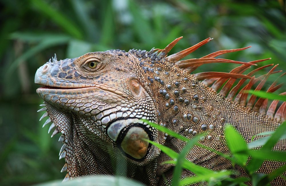 iguana-927656_1280