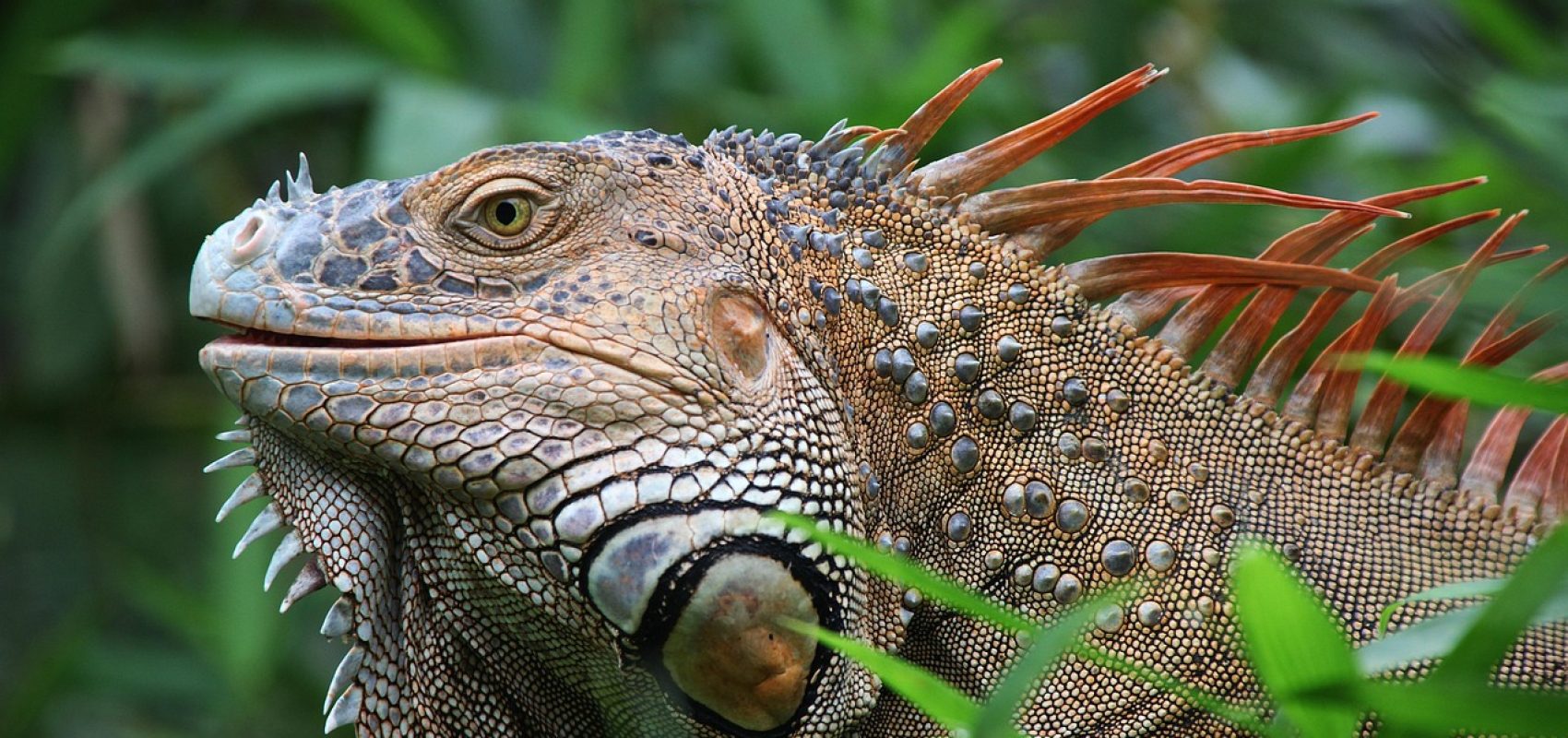 iguana-927656_1280