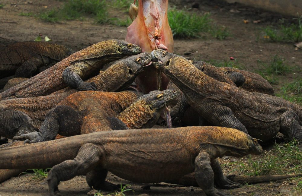 indonesia-4521799_1280