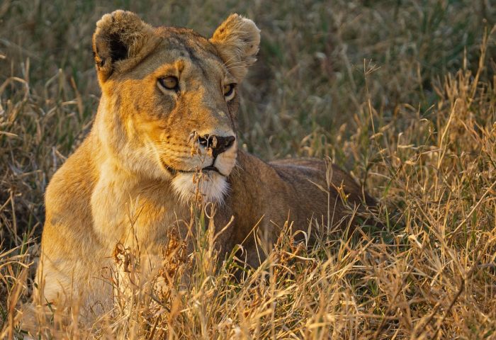 lion-7490085_1280