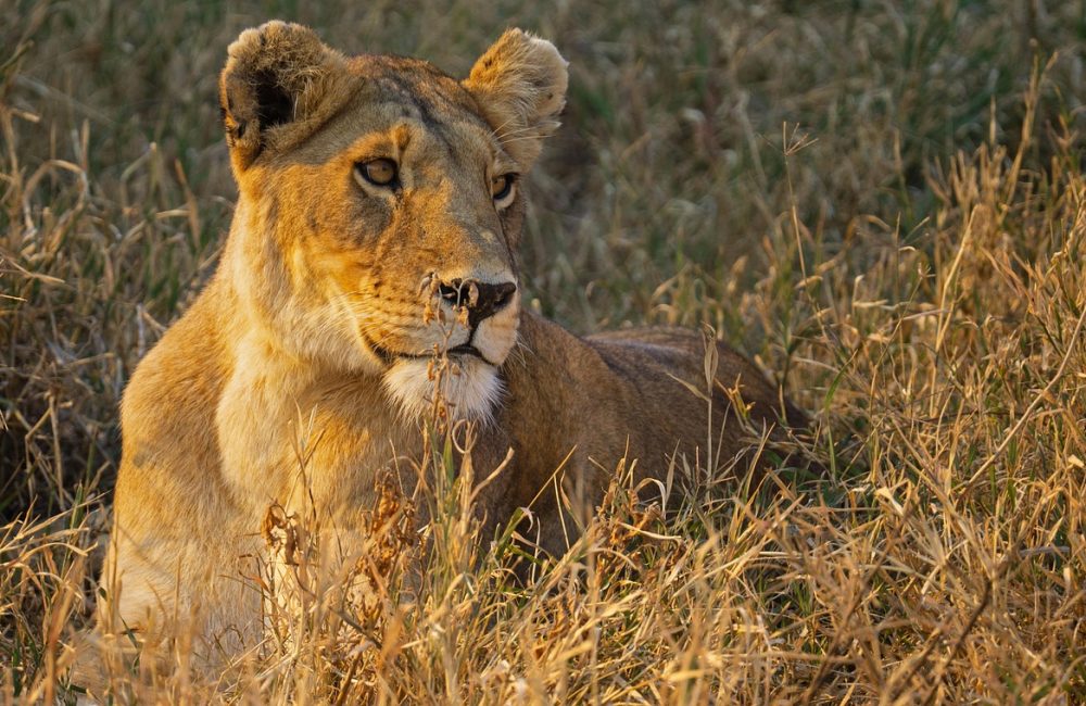 lion-7490085_1280