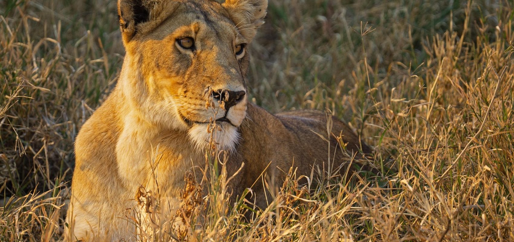lion-7490085_1280