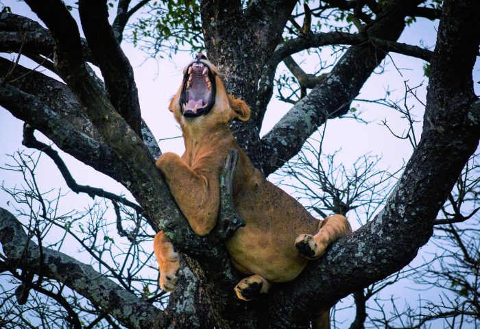 lion-7852375_1280