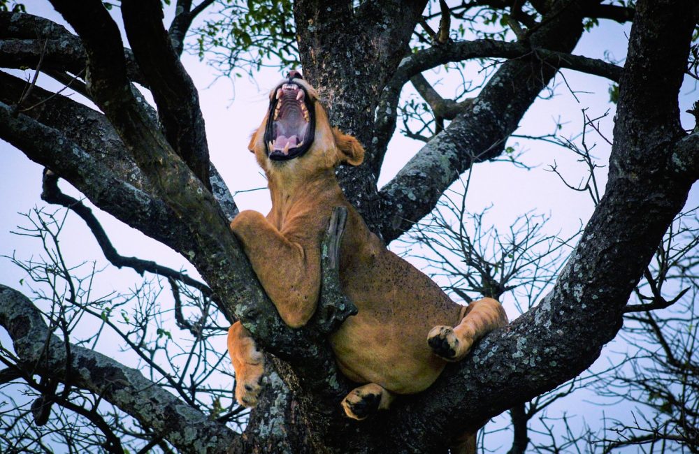 lion-7852375_1280