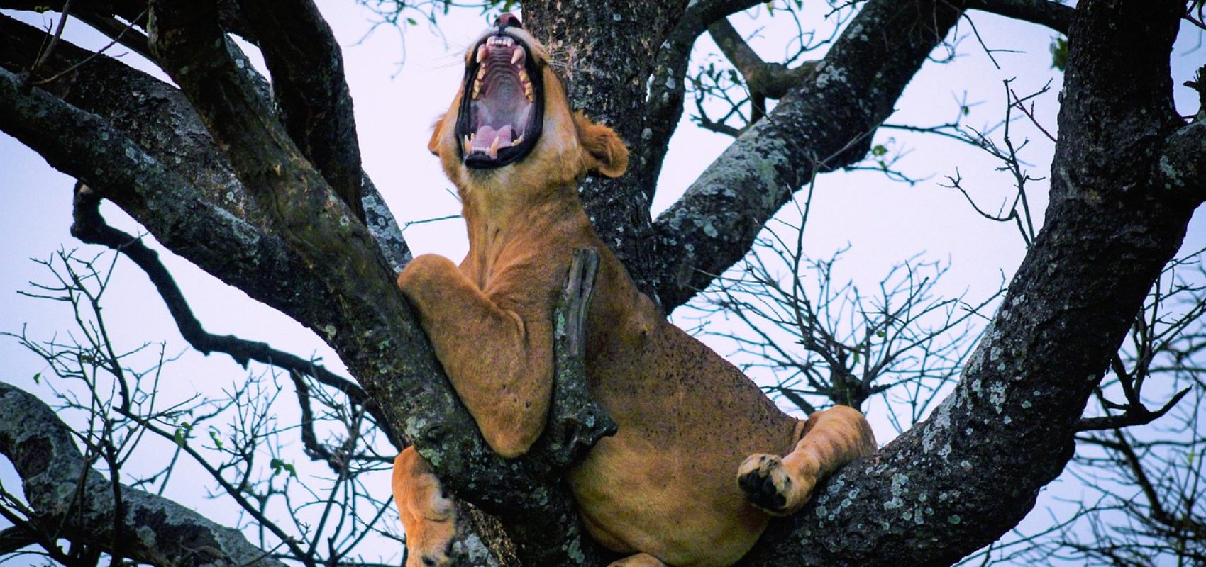 lion-7852375_1280