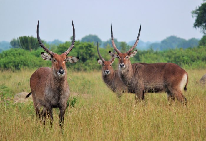 mammal-3227679_1280