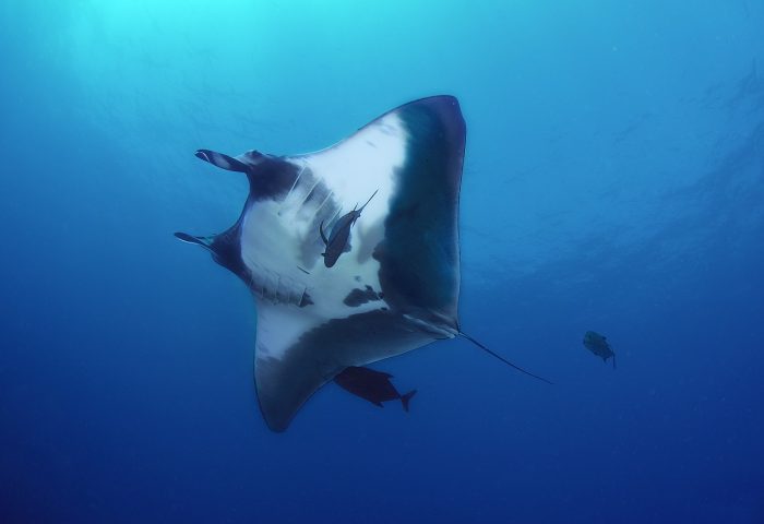 manta-5181901_1280