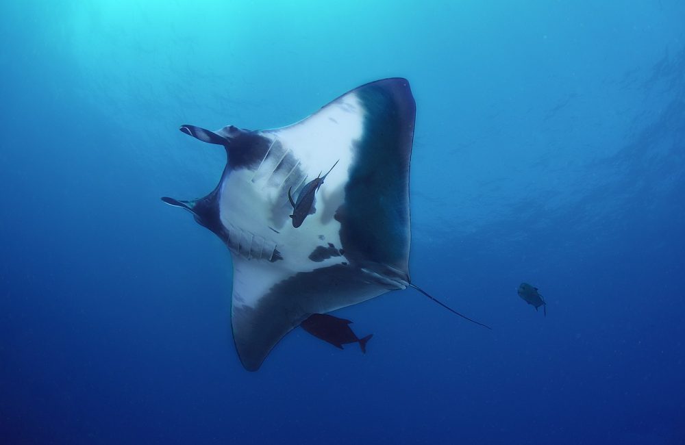 manta-5181901_1280