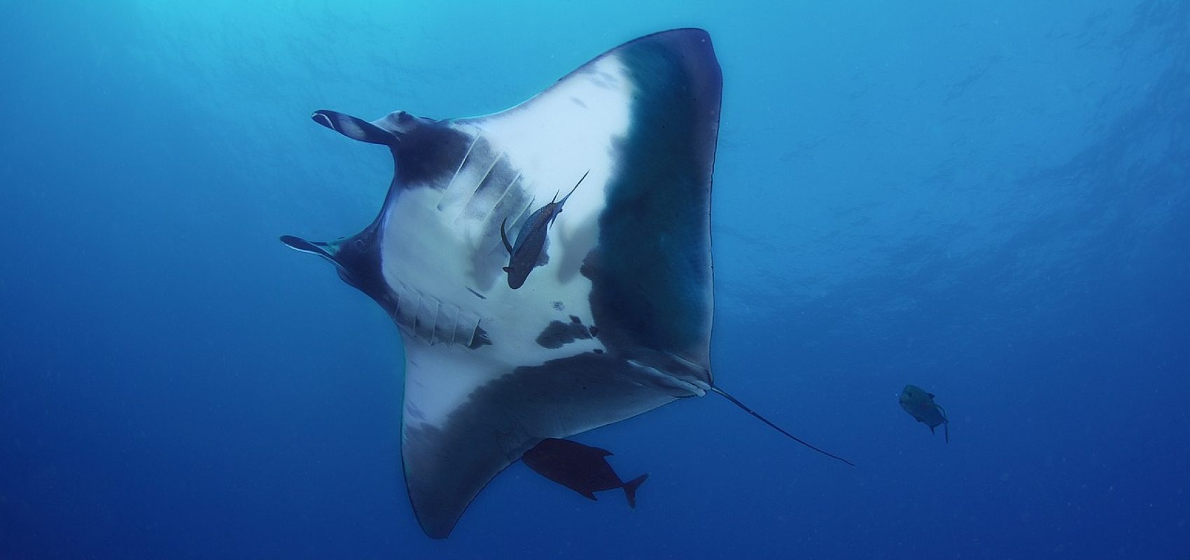manta-5181901_1280