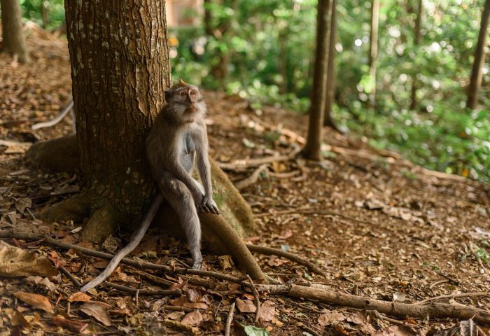 monkey-4031425_1280