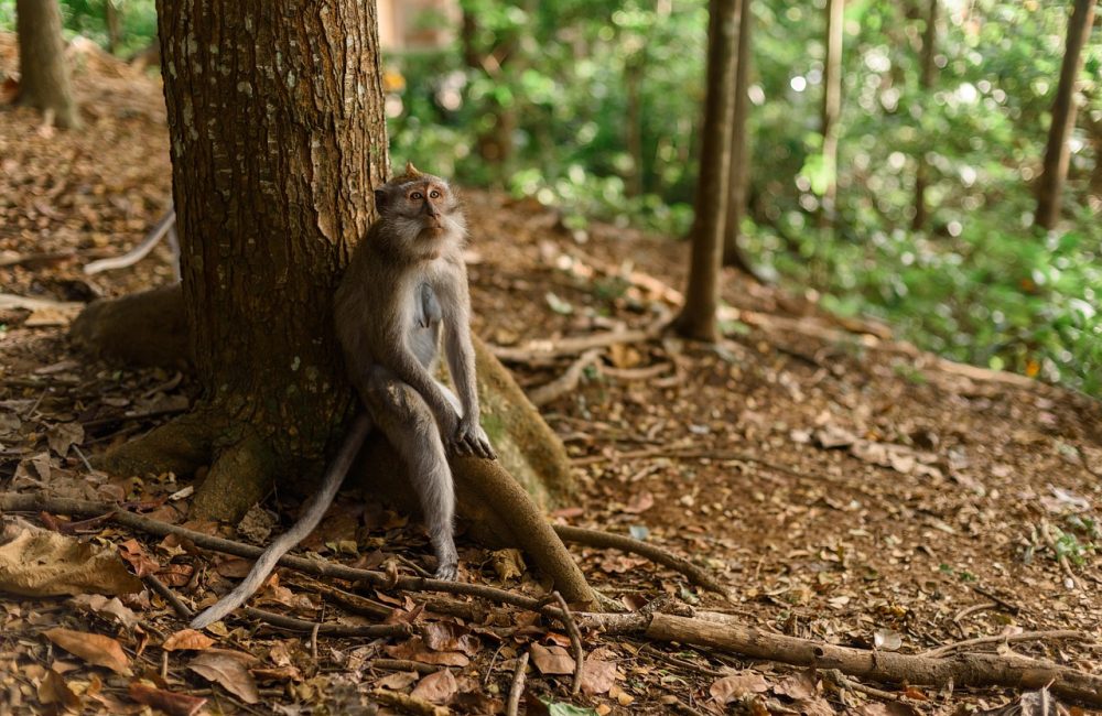 monkey-4031425_1280