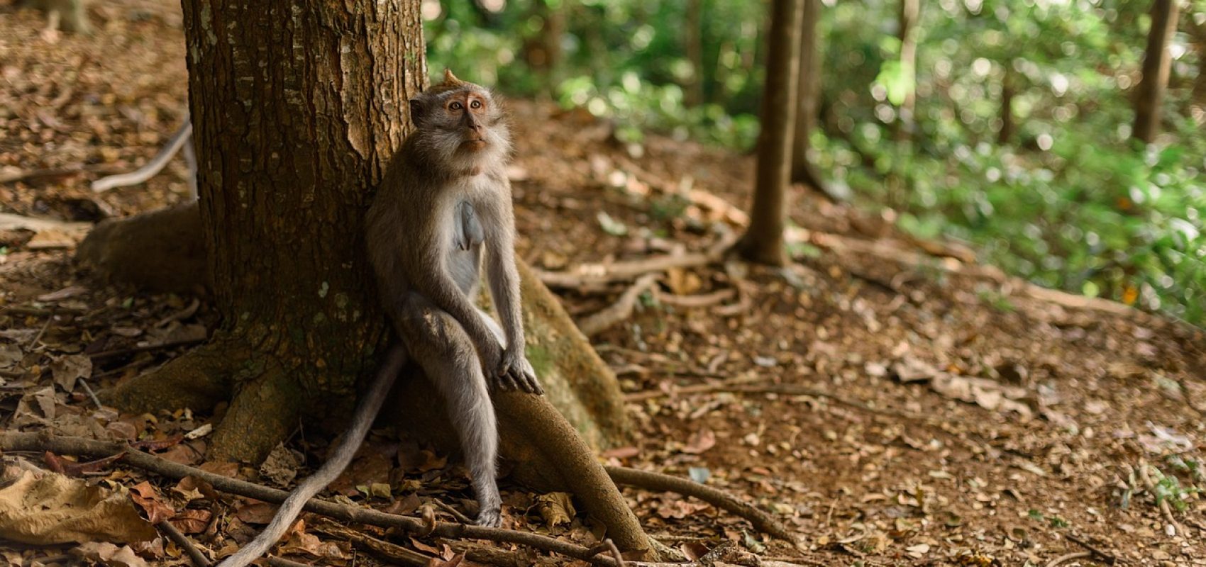 monkey-4031425_1280