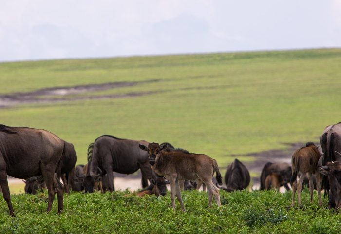 ngorongoro-conservation-area-2735636_1280