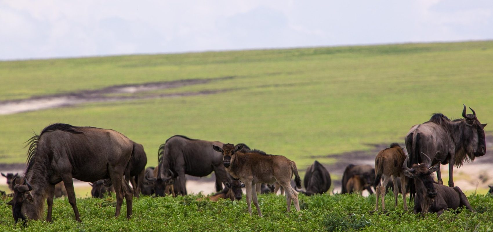 ngorongoro-conservation-area-2735636_1280