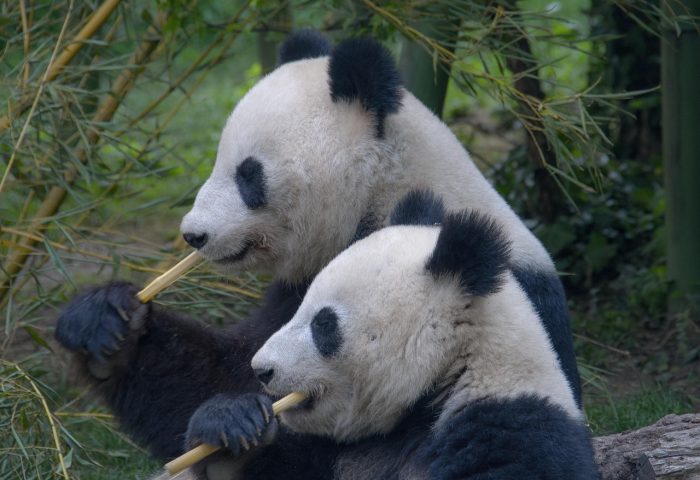 panda-3811734_1280