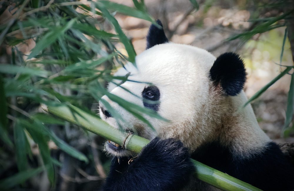 panda-4461766_1280