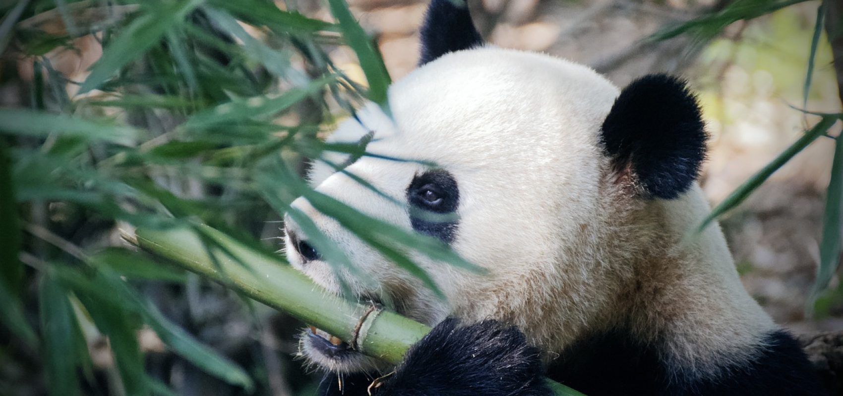 panda-4461766_1280