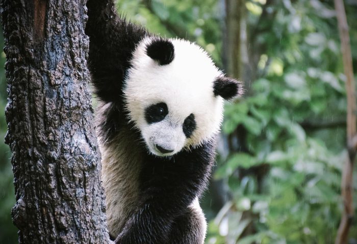 panda-4478090_1280