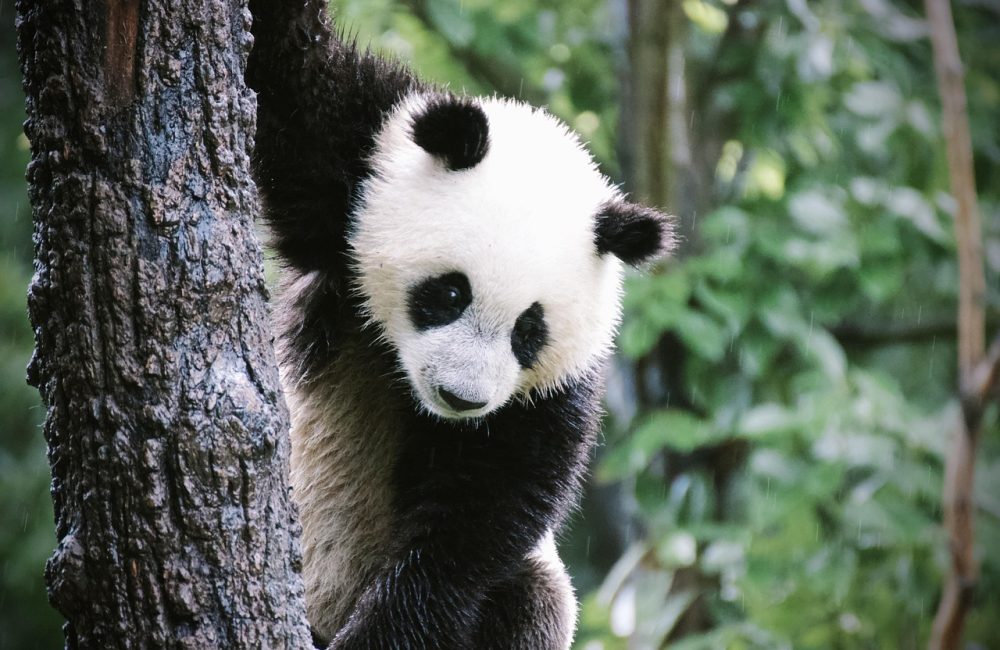 panda-4478090_1280