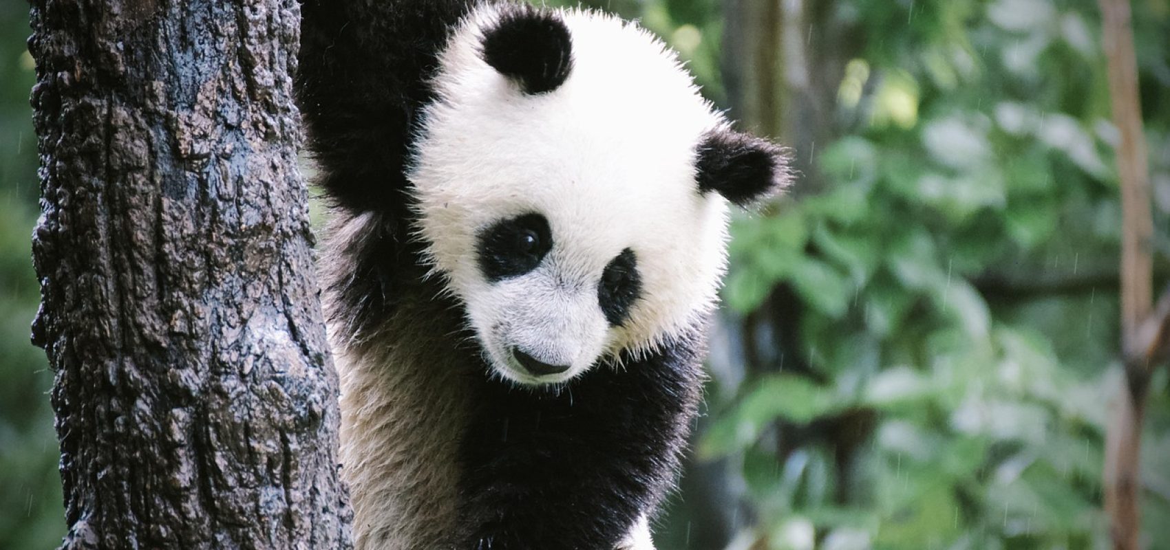 panda-4478090_1280