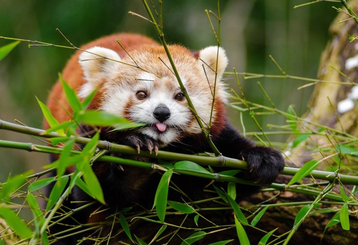 red-panda-1851650_1280