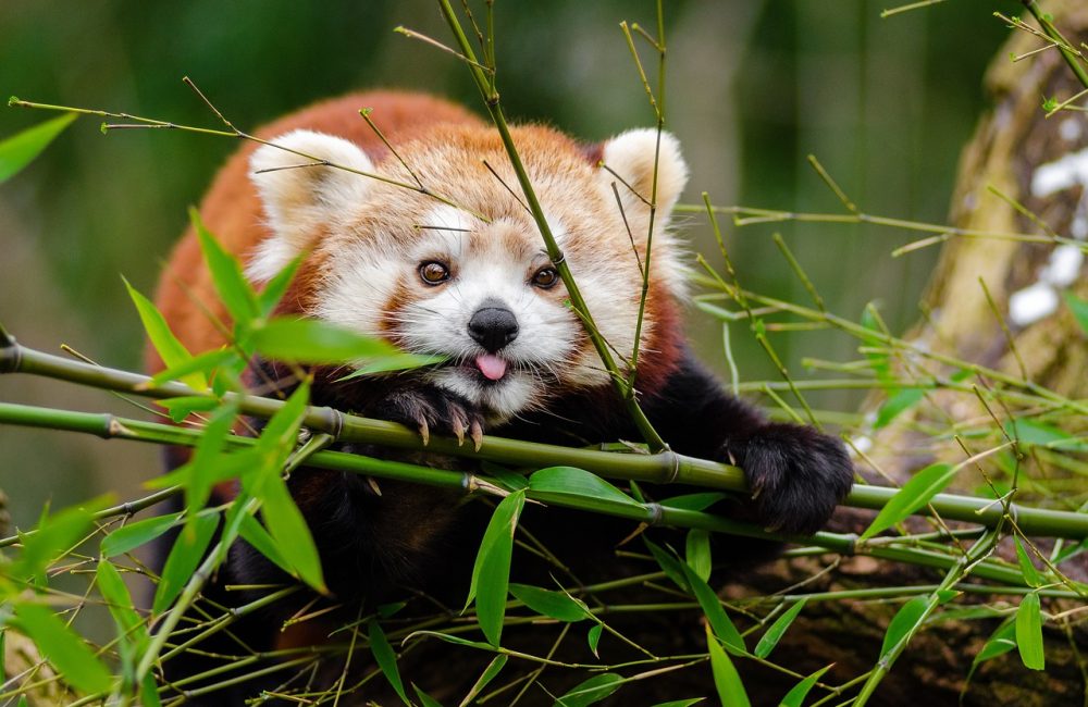 red-panda-1851650_1280