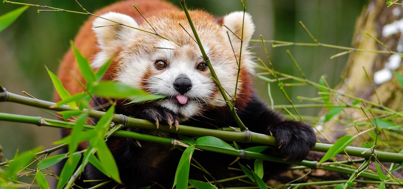red-panda-1851650_1280