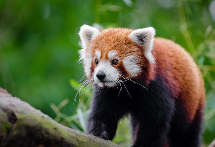 red-panda-1851661_1280