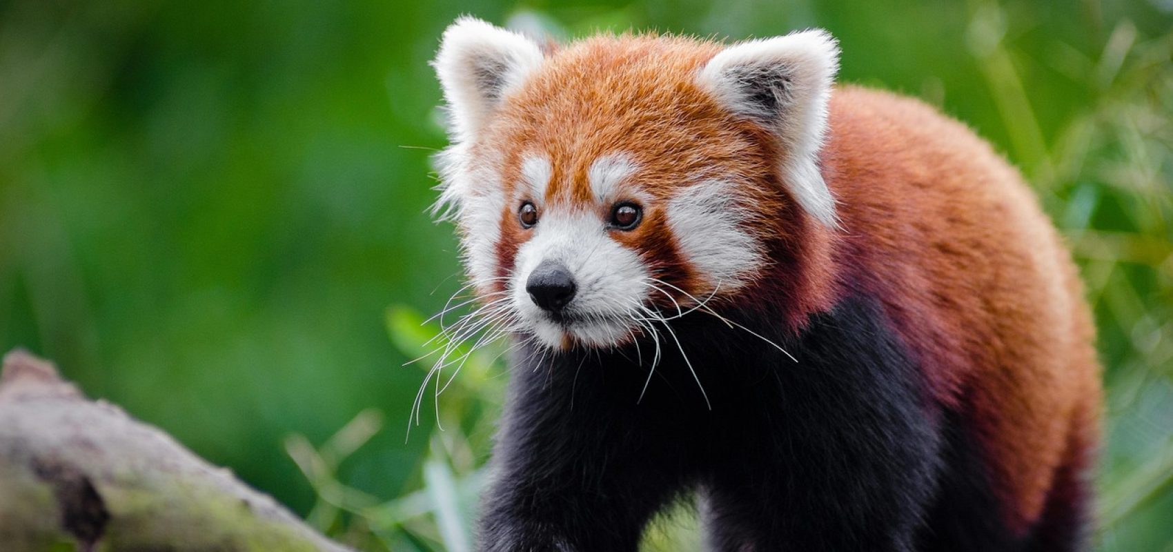 red-panda-1851661_1280