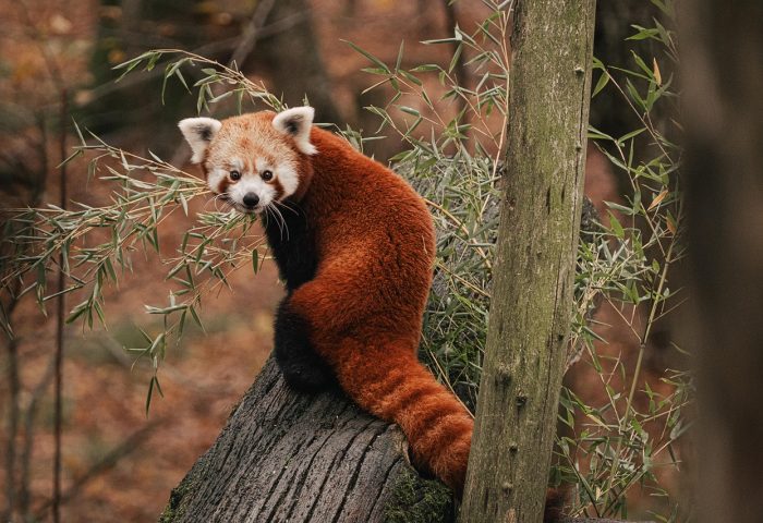 red-panda-8372704_1280