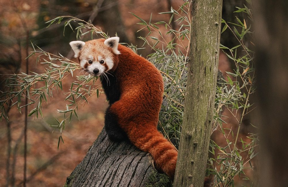 red-panda-8372704_1280