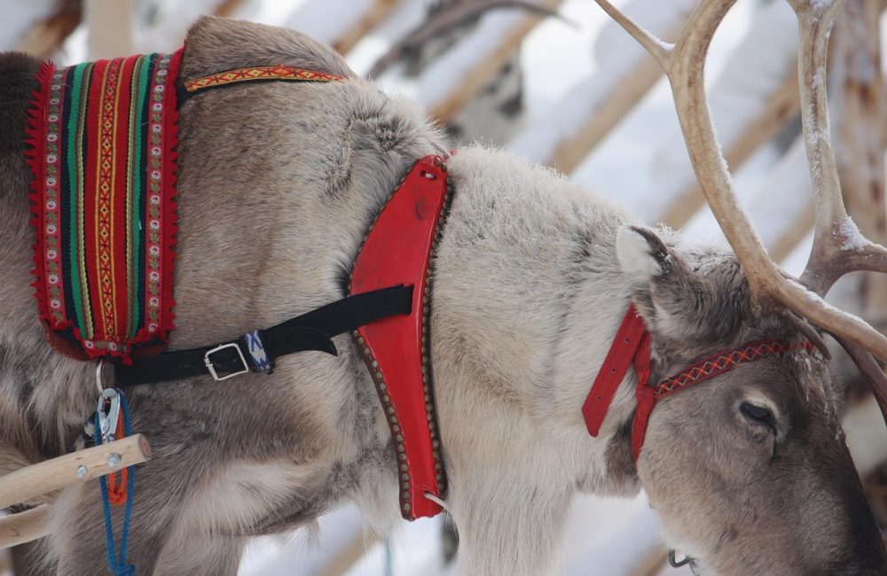 reindeer-5039045_1280
