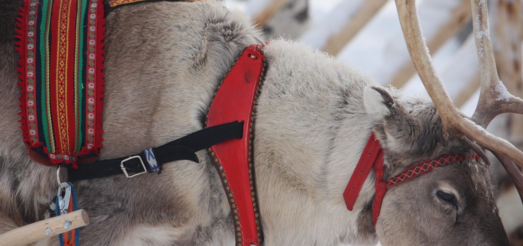 reindeer-5039045_1280
