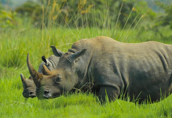 rhino-2878222_1280