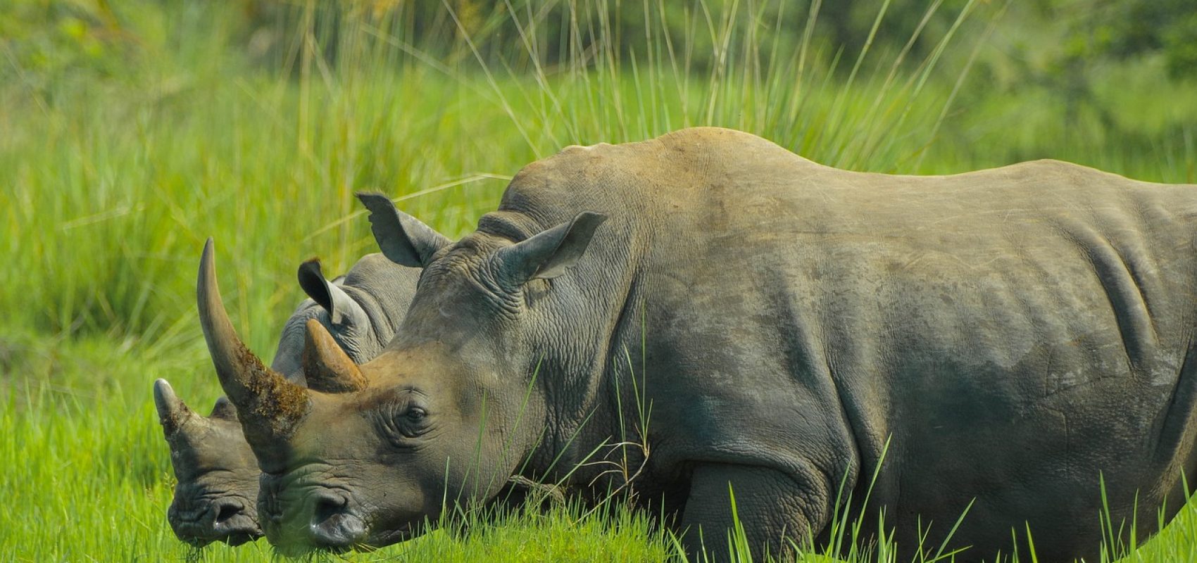 rhino-2878222_1280