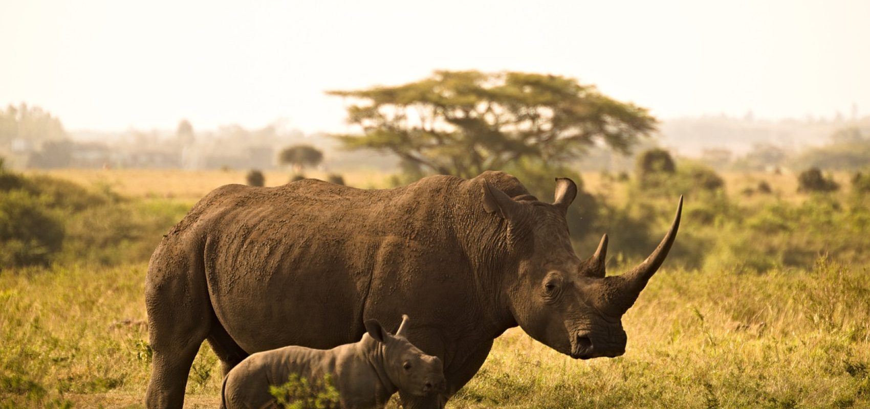rhino-6065480_1280