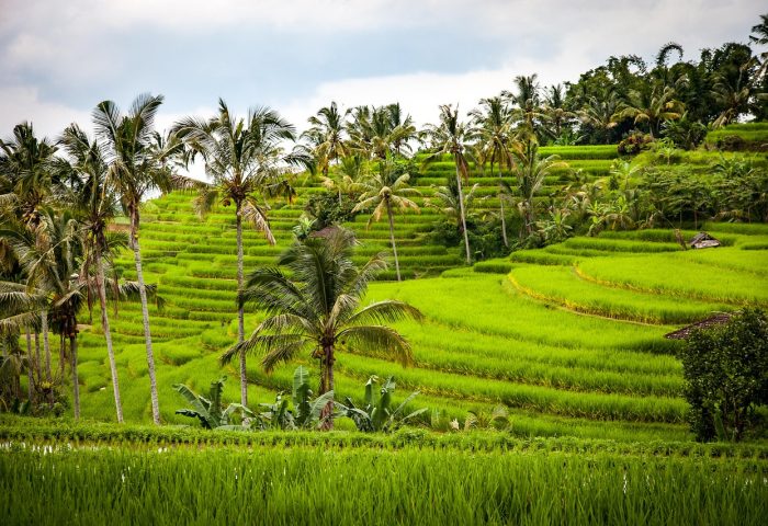 rice-1514141_1280