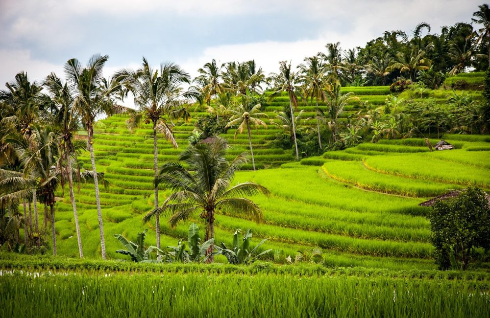 rice-1514141_1280