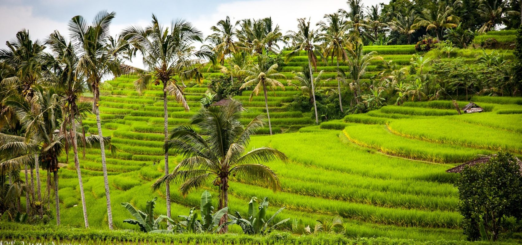 rice-1514141_1280