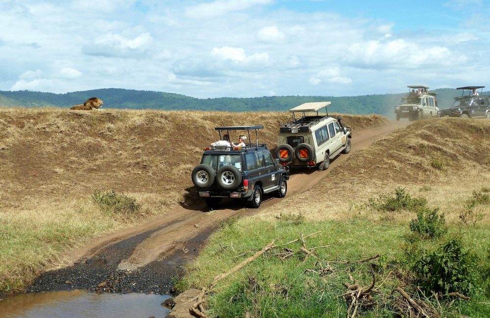 safari-1845202_1280