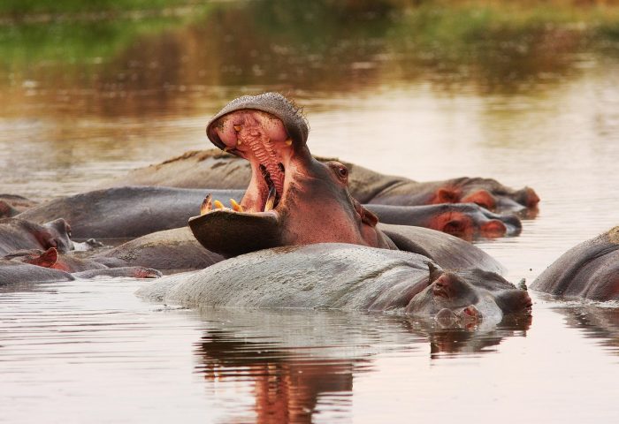 safari-3242983_1280