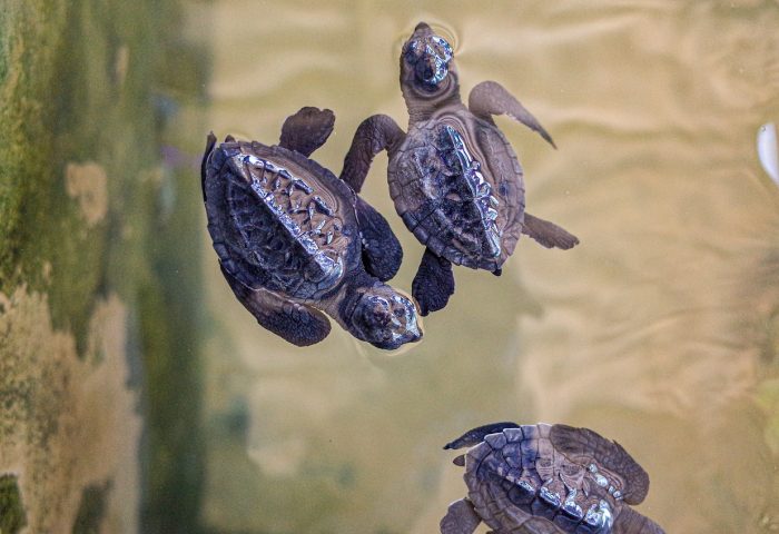sea-turtle-hatchling-4918085_1280