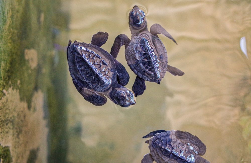 sea-turtle-hatchling-4918085_1280